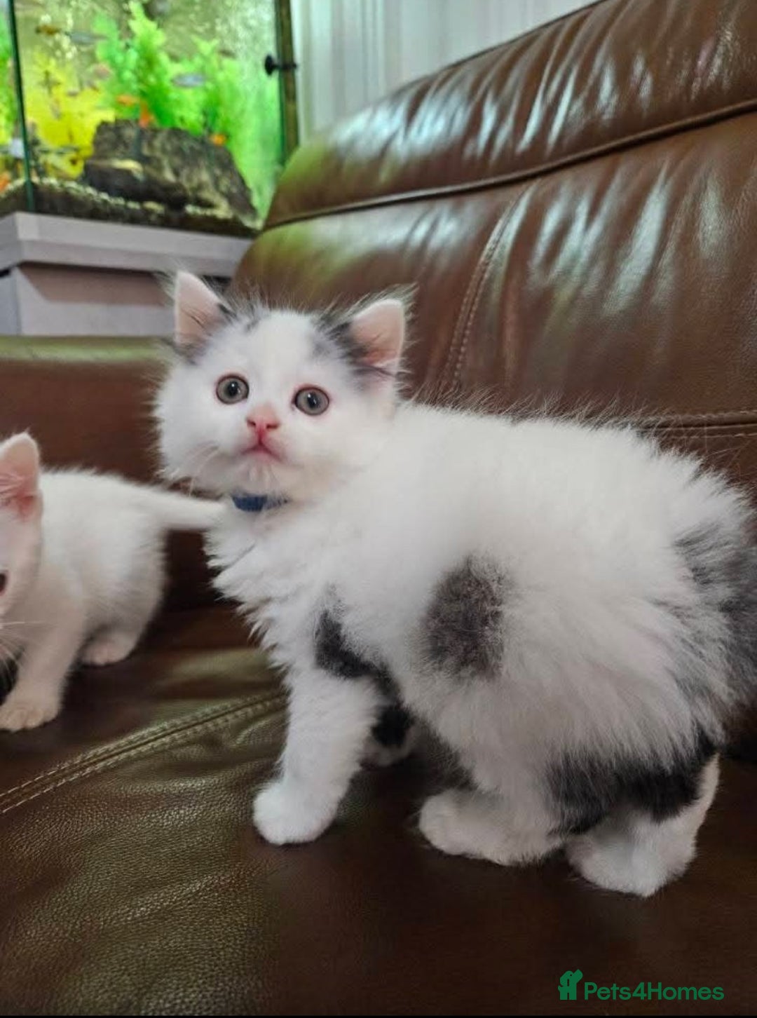 Turkish Angora cats for sale: Beautiful Turkish Angora cross kittens - Image 12