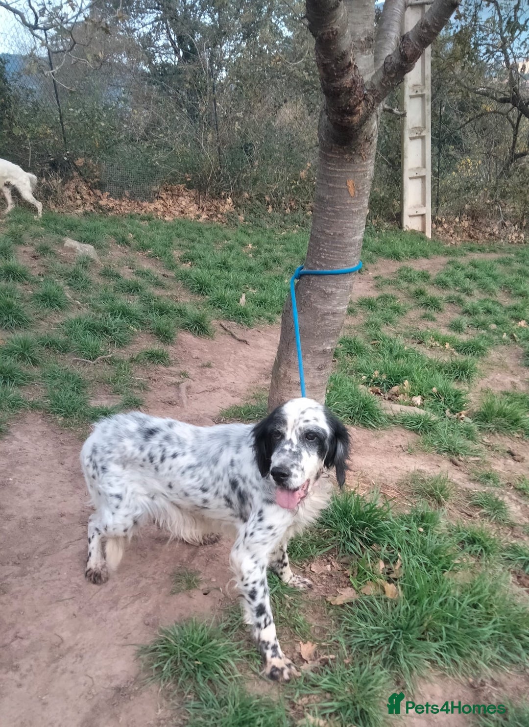 English Setter dogs for adoption: Mascotte - Advert 5