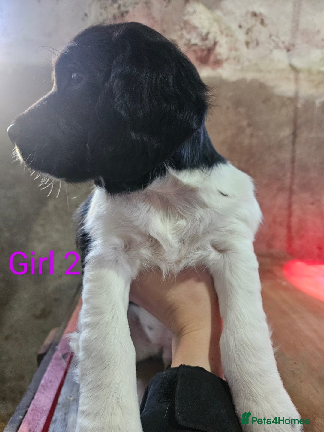 English Springer Spaniel dogs for sale: KC Registered Springer Spaniel Puppies  - Advert 7