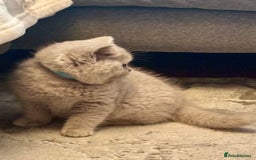 British Shorthair cats for sale: 💙GCCF MALE BSH KITTENS OUTSTANDING CHAMPION LINES - Image 6