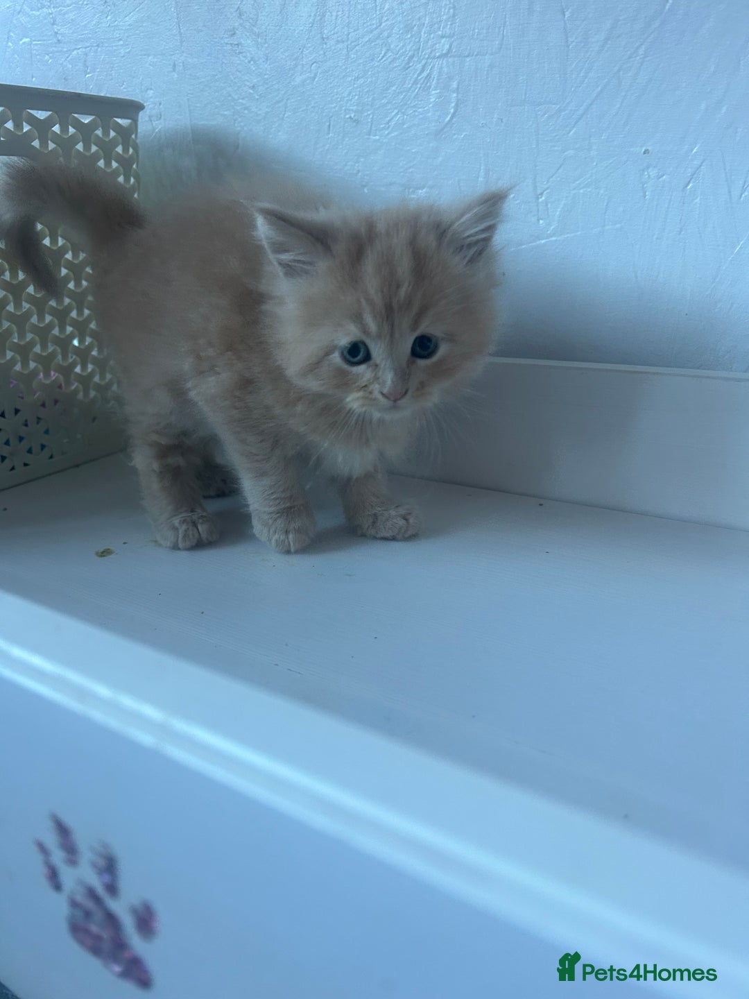 Maine Coon cats for sale: Mainecoon kittens  - Advert 8