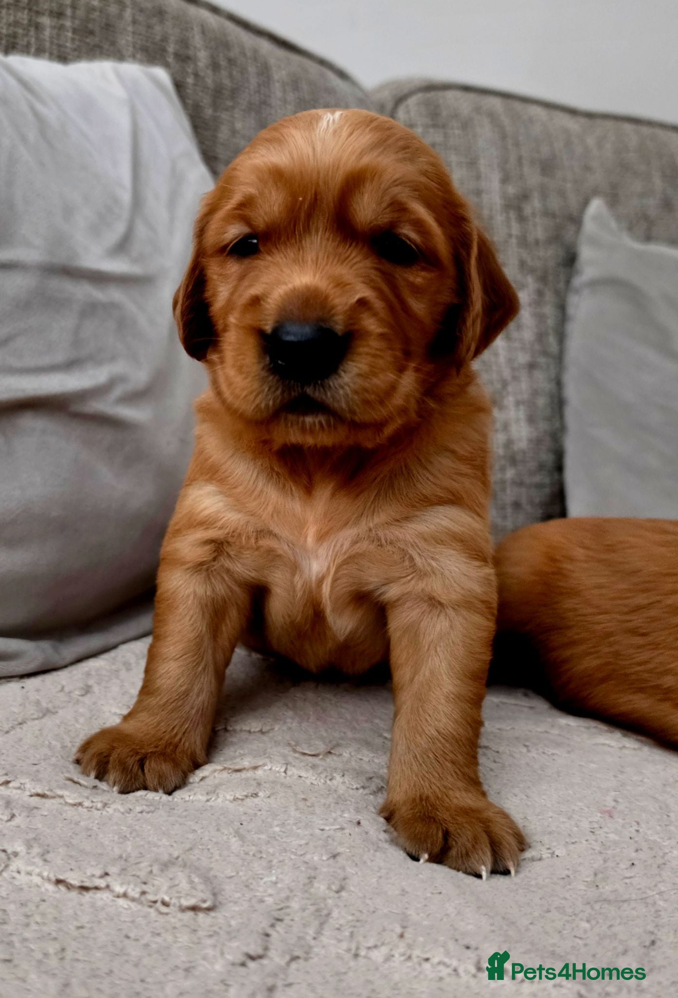 Golden Retriever dogs Stunning dark working golden retriever puppies - Advert 1