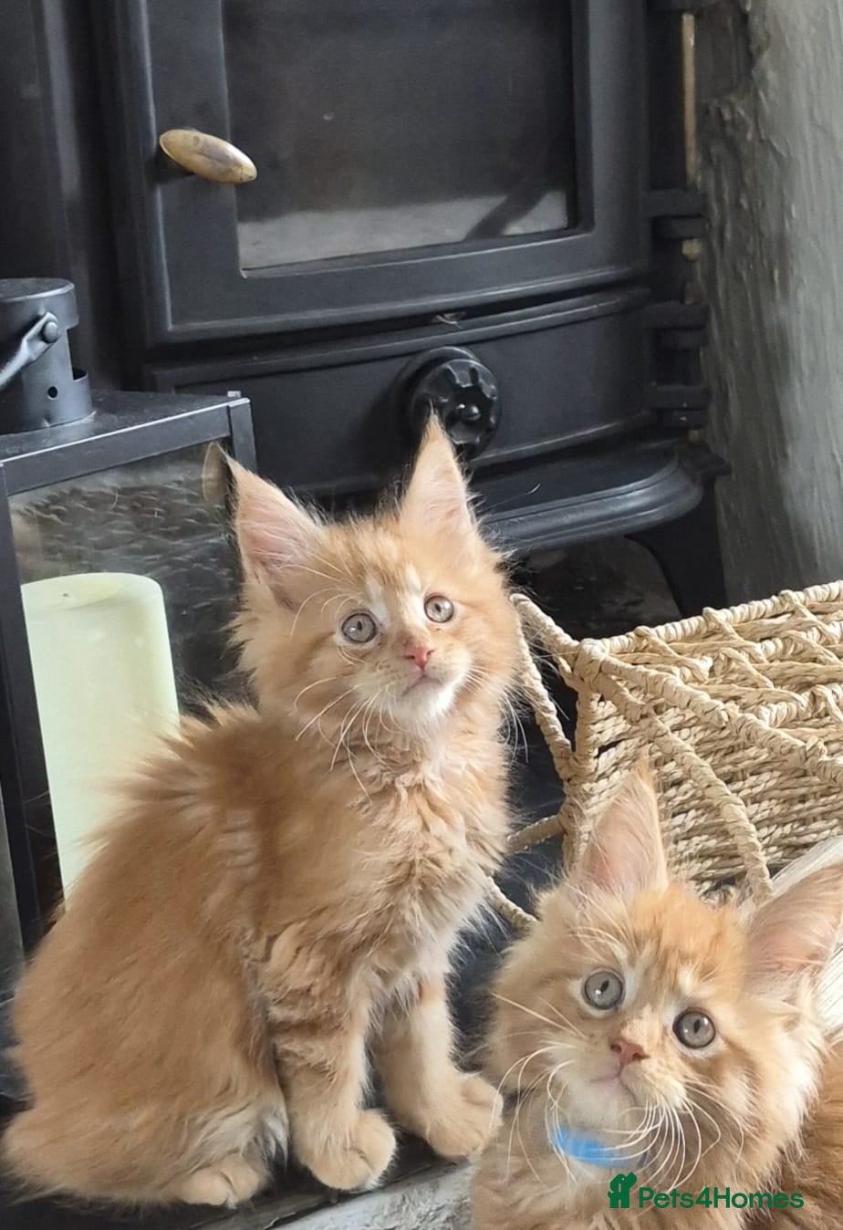 Maine Coon cats Adorable mainecoon kittens  - Advert 1