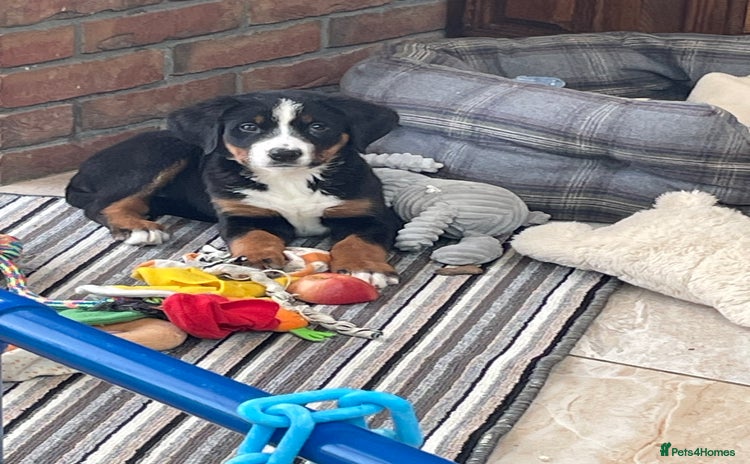 Bernese Mountain Dog dogs Stunning boys and girls - Advert 14