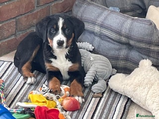 Bernese Mountain Dog dogs Stunning boys and girls - Advert 6