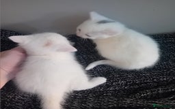 Mixed Breed cats for sale: Kittens  - Image 3