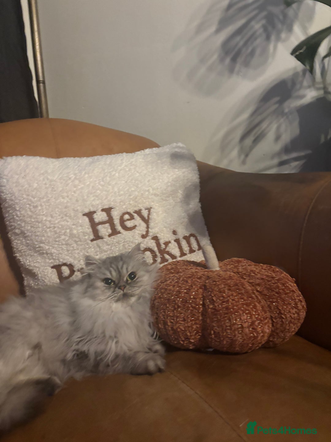 Persian cats for sale: Gorgeous Female Persian  - Image 3