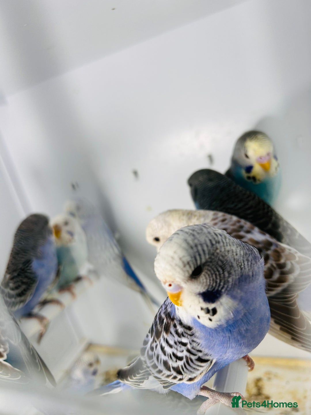 Parakeets birds for sale: Various colours/age  budgies  - Image 11