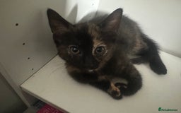 British Shorthair cats for sale: Ready for homes this week - Image 3
