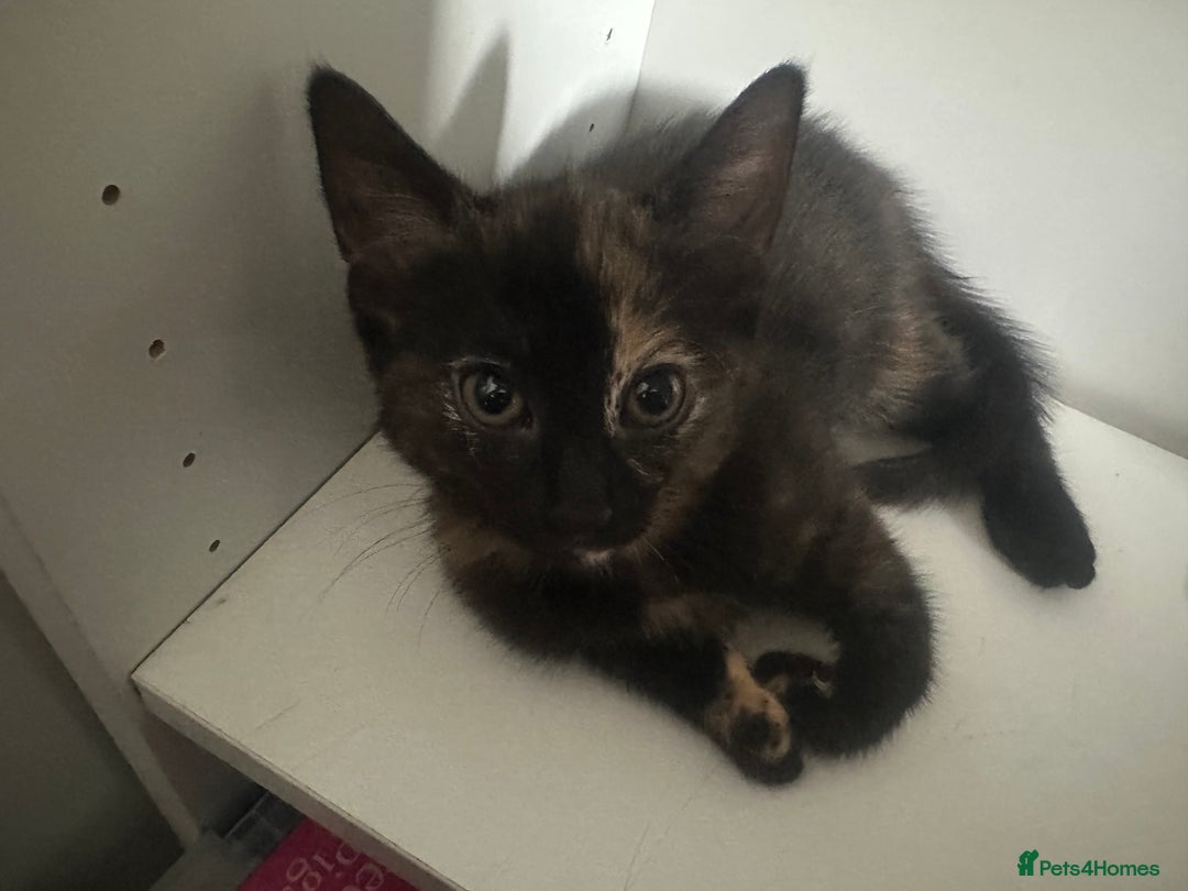 British Shorthair cats for sale: Ready for homes this week - Image 3