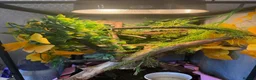 Chameleon reptiles for sale: Panther chameleon female - Advert 3