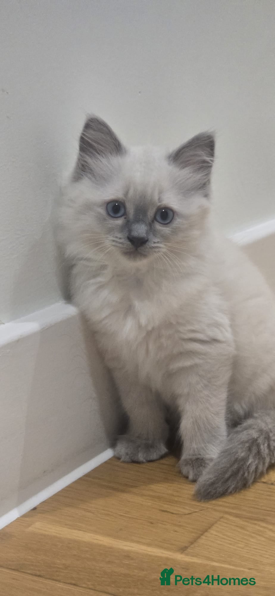 Mixed Breed cats Ragdoll/Siberian mix kittens - Advert 2