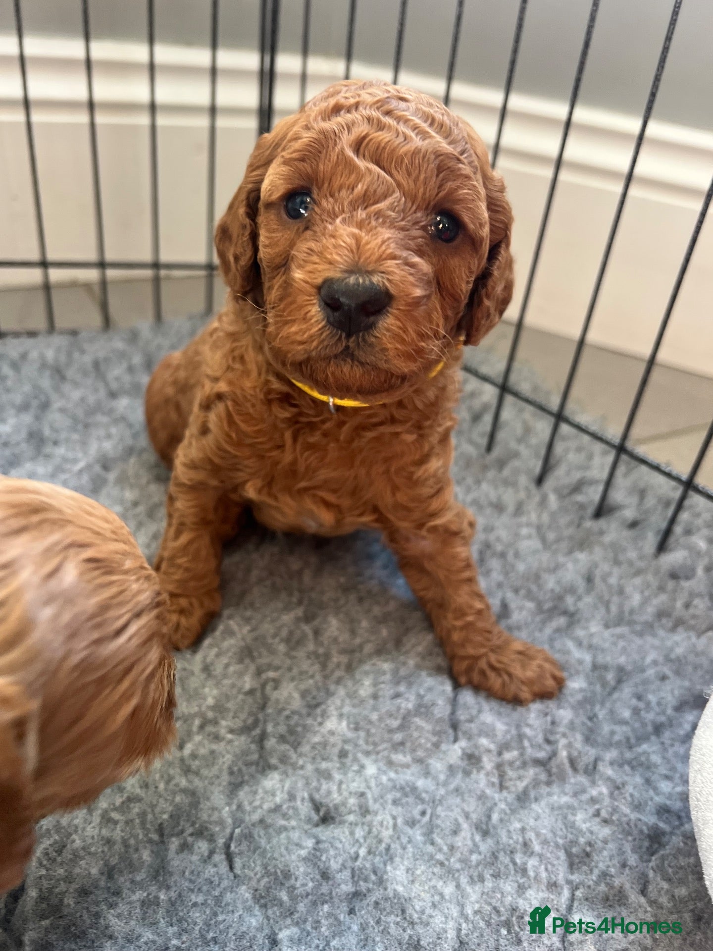 Mini Goldendoodle dogs F1b Mini Goldendoodle Puppies  - Advert 2
