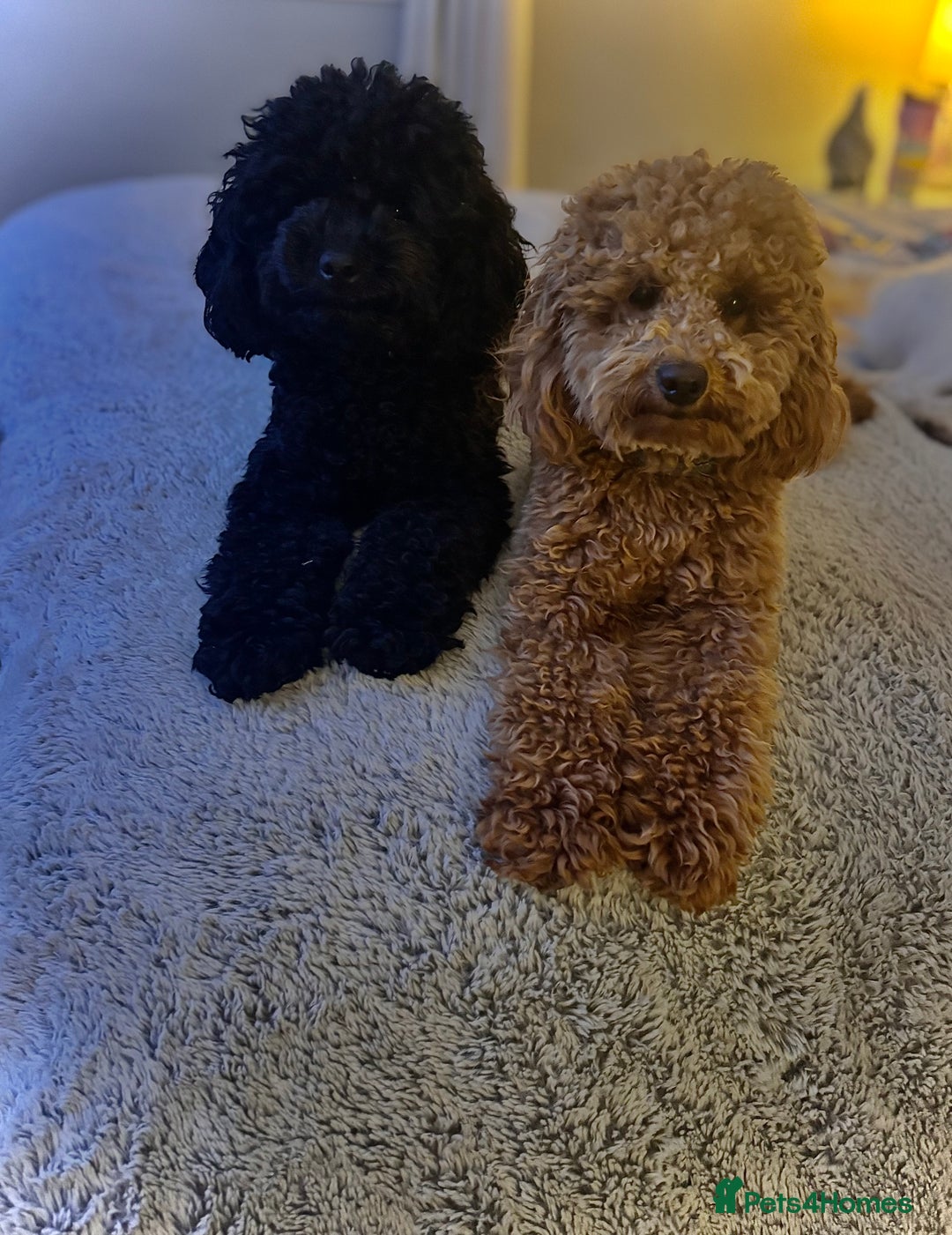 Toy Poodle dogs for sale: Toy poodle boy ready to leave now - Advert 2