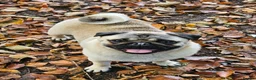 Pug dogs for sale: Pug puppies Kc registered  - Advert 14