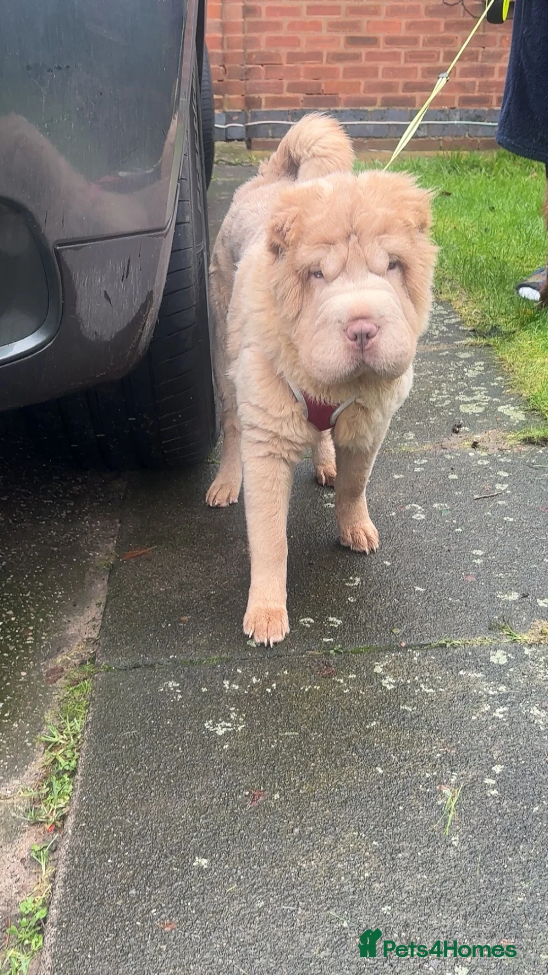 Shar Pei dogs for sale: Top quality bear coat sharpei  - Advert 9