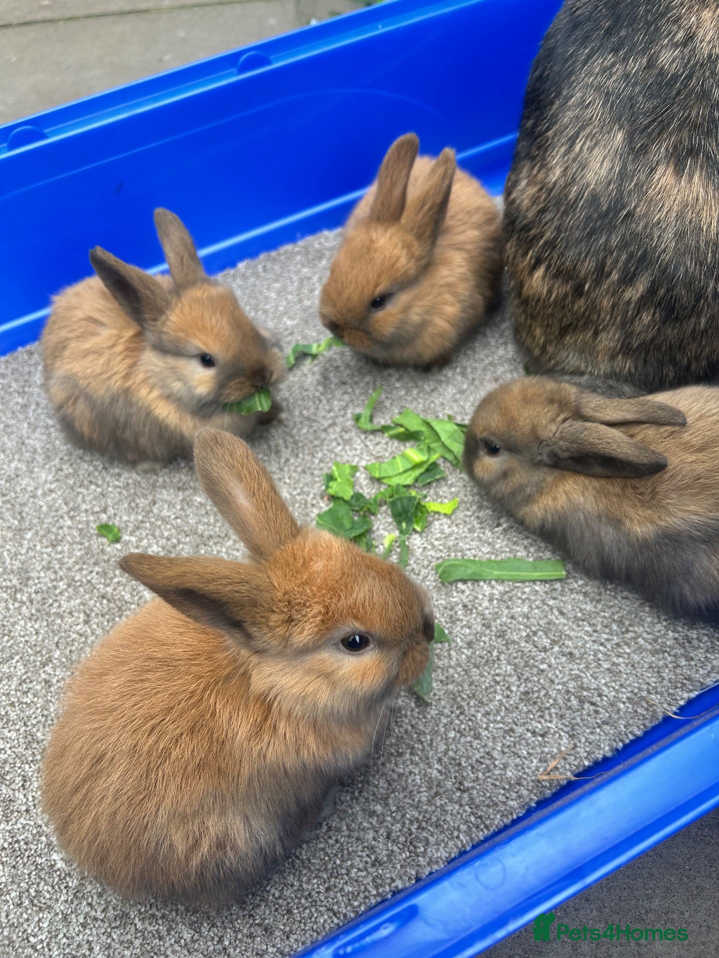 Mini Lop rabbits for sale: 4 beautiful mini lops ready 22nd November  - Advert 14