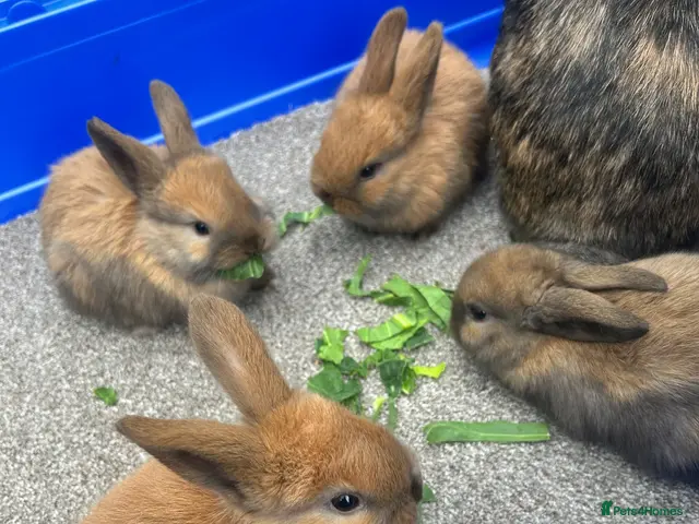 Mini Lop rabbits for sale: 4 beautiful mini lops ready 22nd November - Advert 5