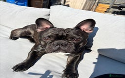 French Bulldog dogs for sale: French Bulldogs Puppies  - Image 5