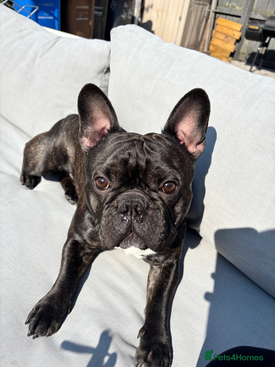 French Bulldog dogs for sale: French Bulldogs Puppies  - Image 5