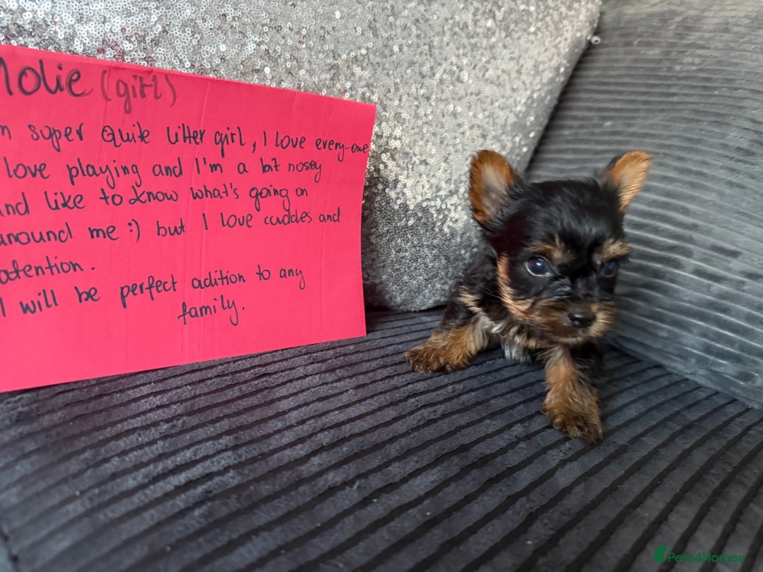 Yorkshire Terrier dogs for sale: Miniature Yorkshire terrier puppies  - Image 5