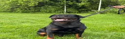 Rottweiler dogs for stud: KC Rottweiler Stud Available  - Advert 3
