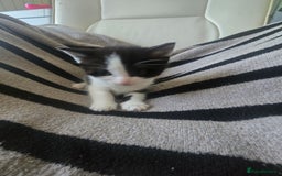 British Shorthair cats for sale: Beautiful kittens  - Advert 7