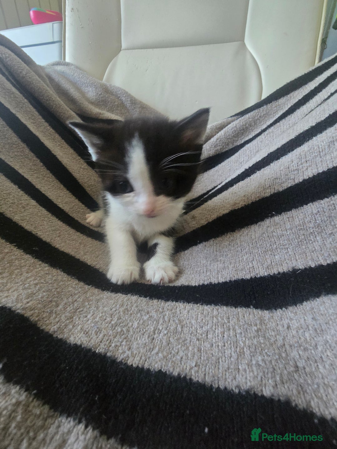 British Shorthair cats for sale: Beautiful kittens  - Advert 7