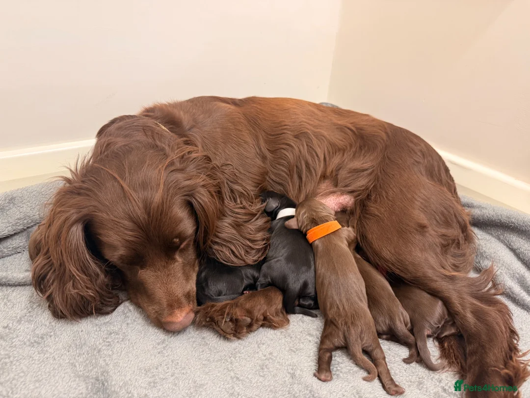 Sprocker dogs for sale: F2 Sprocker Spaniel Puppies - Advert 11