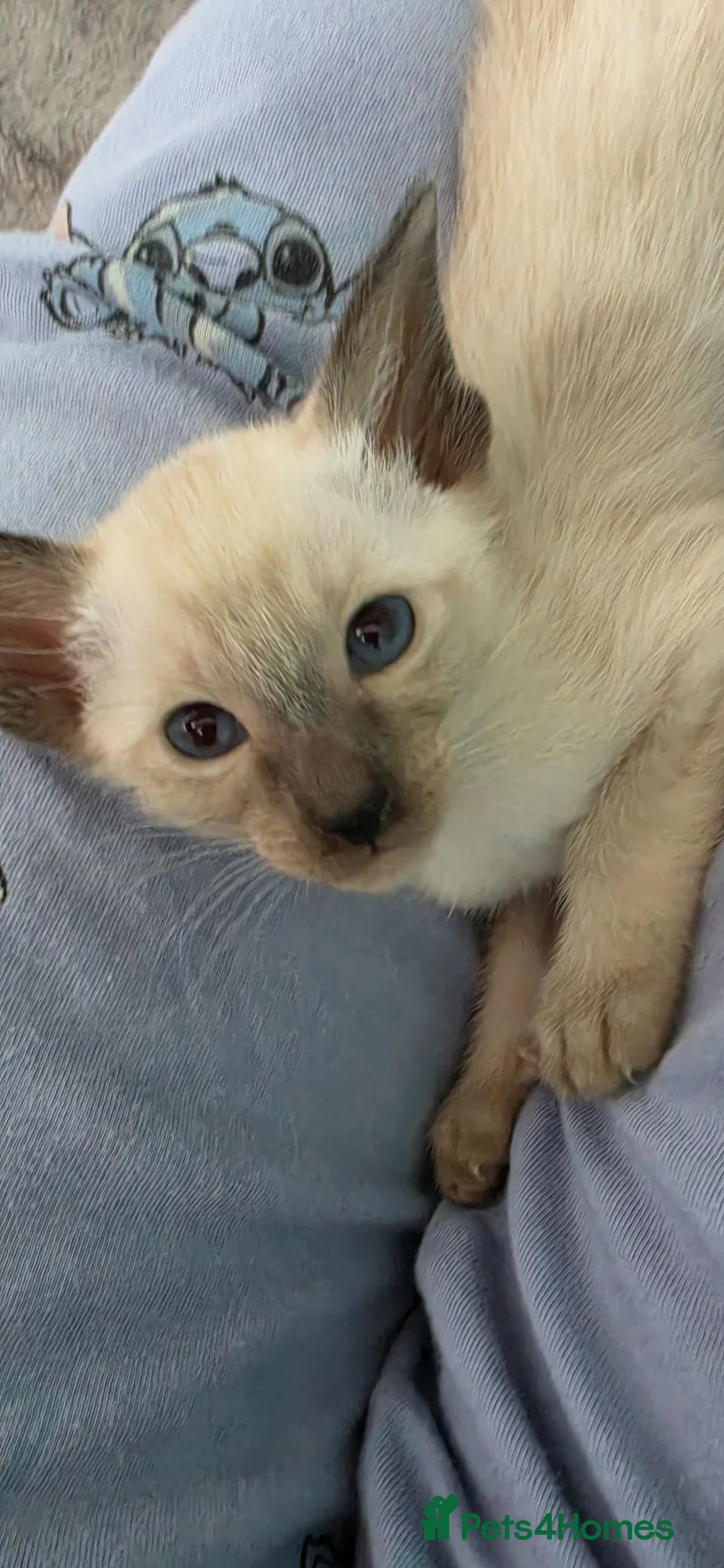 Siamese cats for sale: GCCF registered Siamese kittens - Advert 2