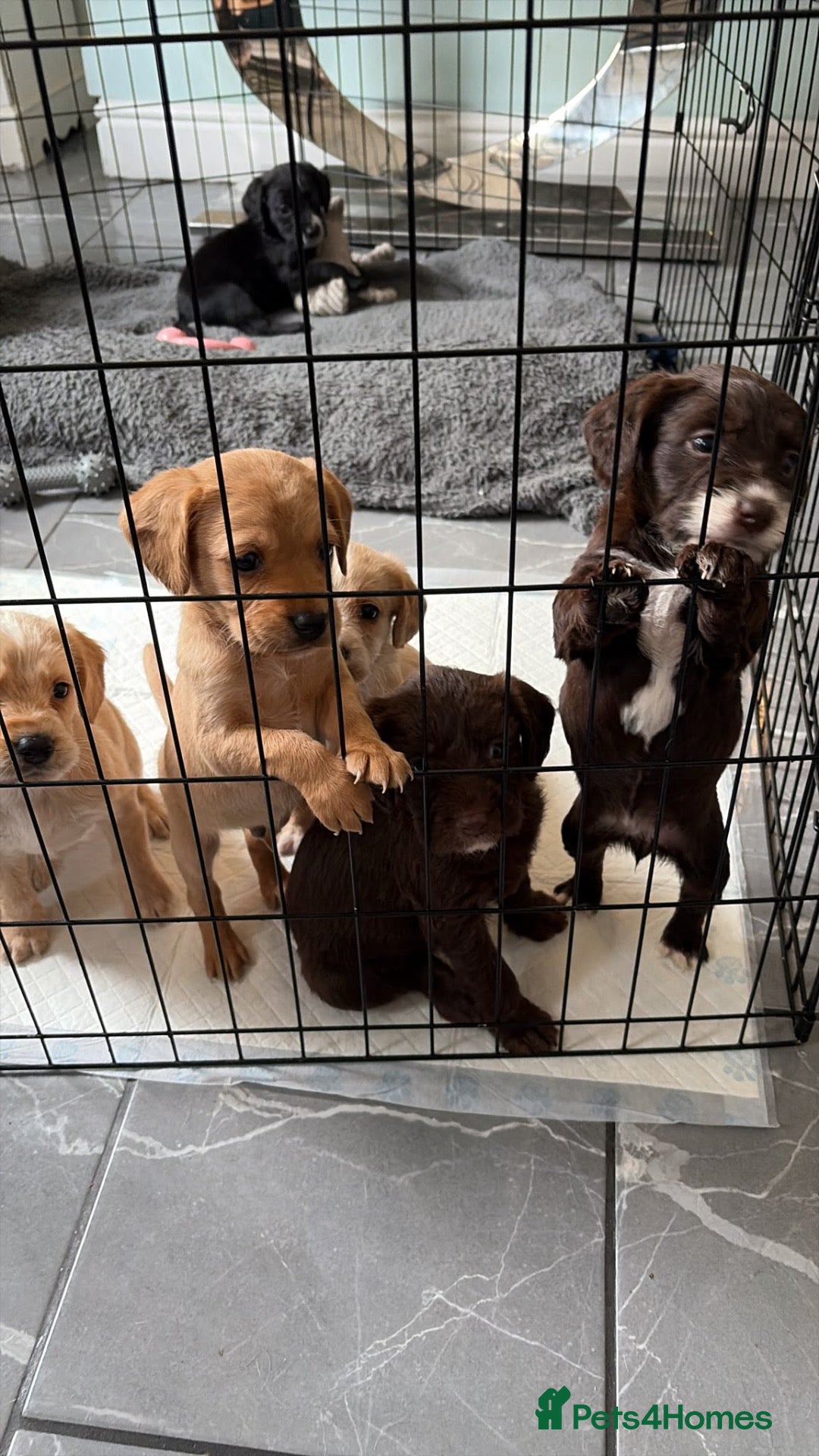 Mixed Breed dogs Labradoodle puppies for sale - Advert 10