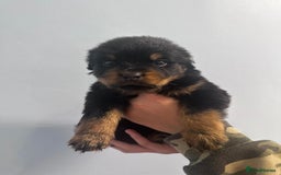 Rottweiler dogs for sale: 🐾 Pure Bred Rottweiler Puppies 🐾 - Image 13