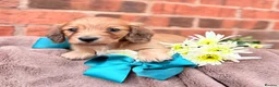 Miniature Dachshund dogs for sale: Long haired miniature dachshunds  - Advert 19