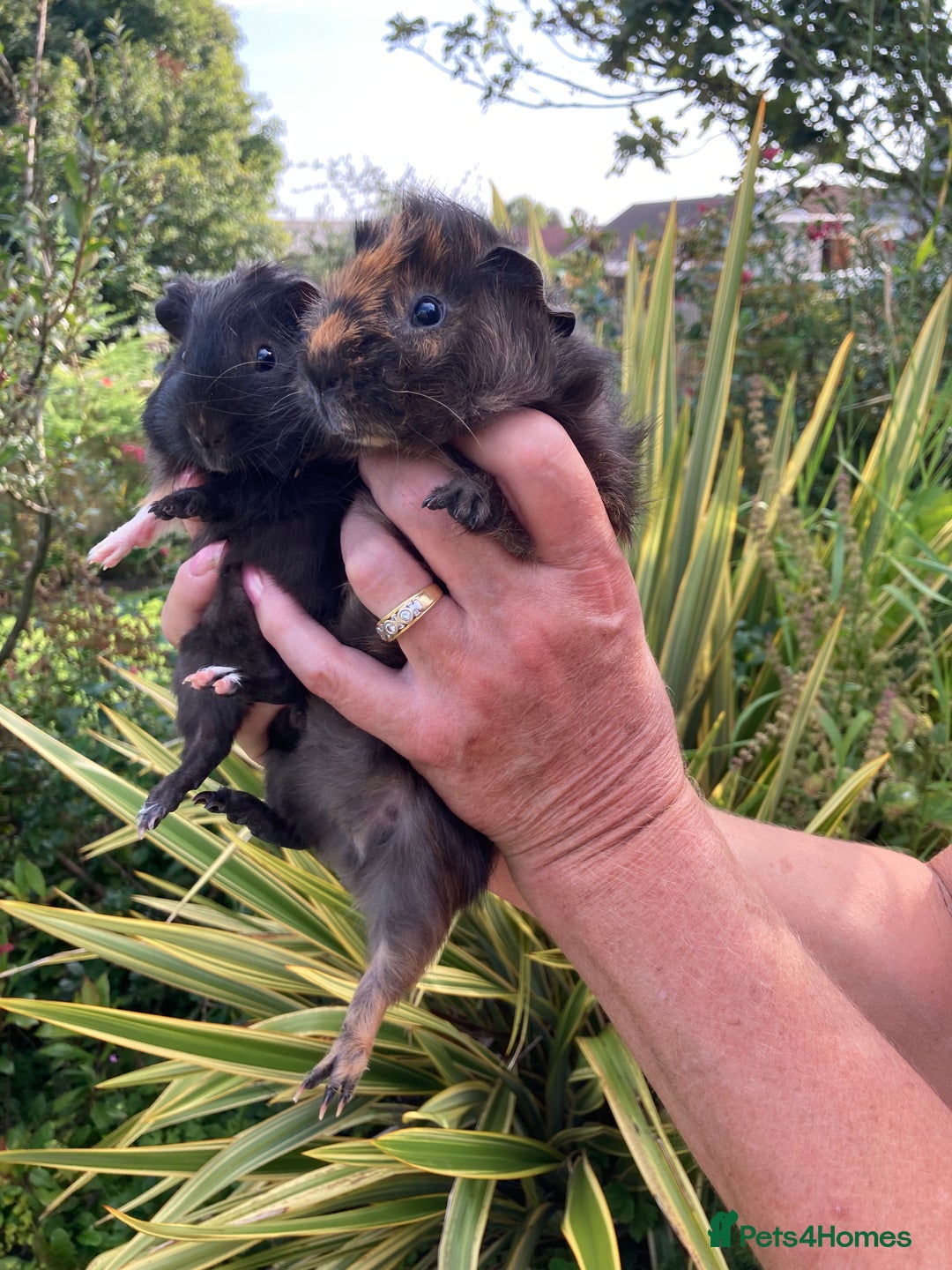Guinea Pig rodents for sale: 2 gorgeous male Guinea pigs - Image 2