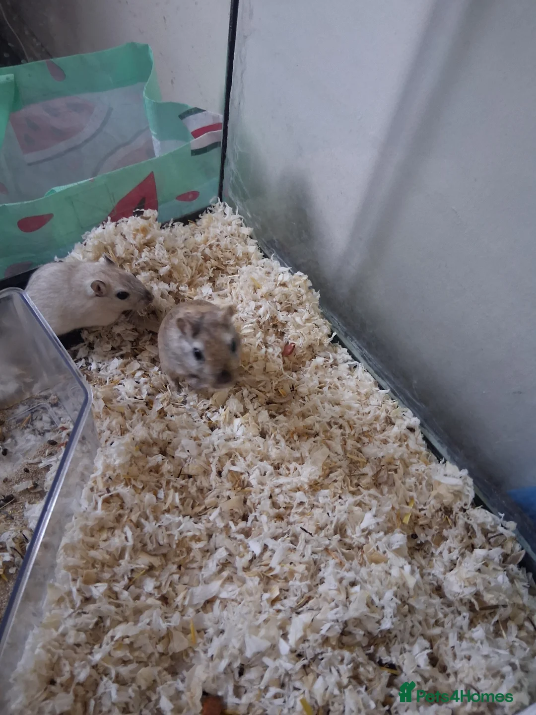 Gerbil rodents for sale: mixed gerbils - Advert 2