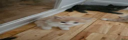 Mixed Breed cats for sale: Fluffy kittens mix ragdoll and Norwegian forest  - Advert 5