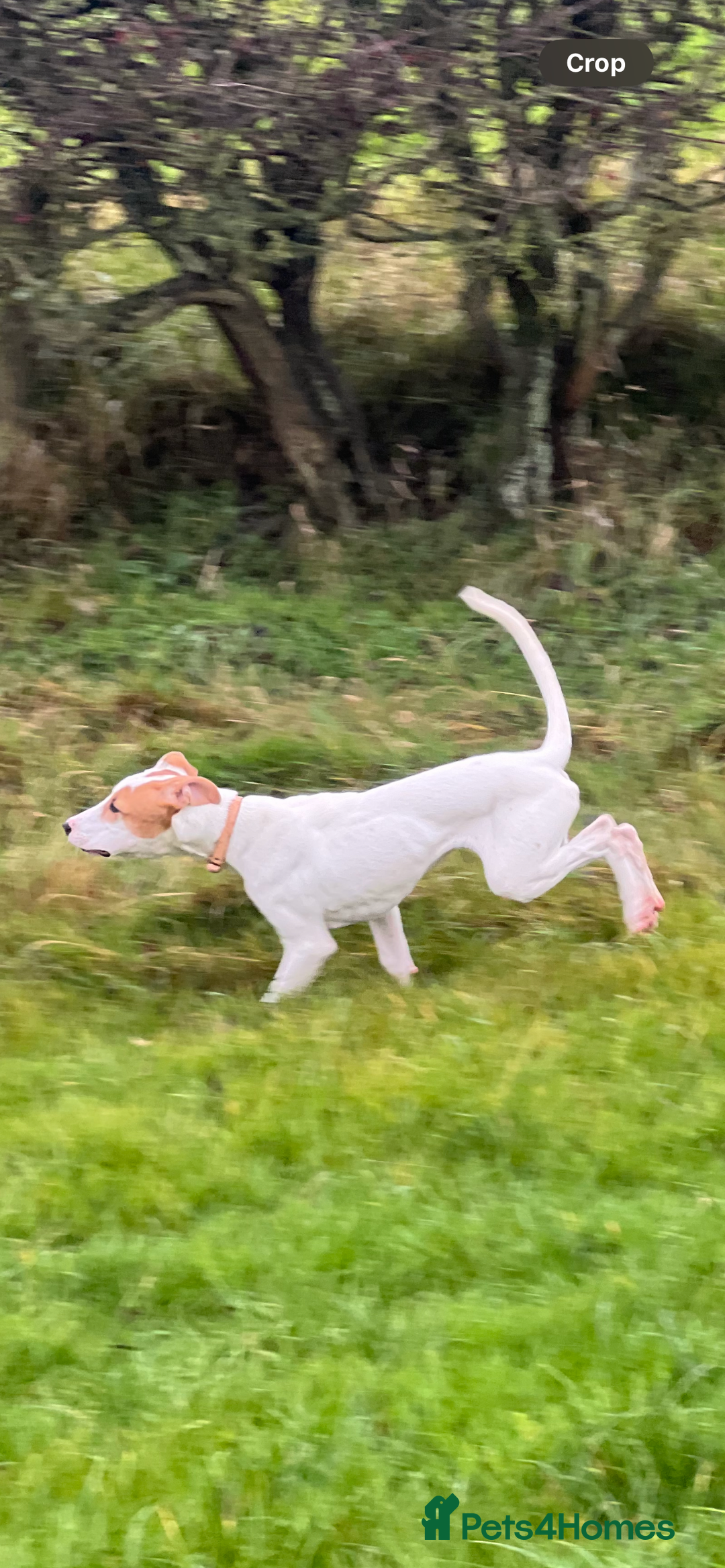 Mixed Breed dogs for sale: Cali  - Advert 2