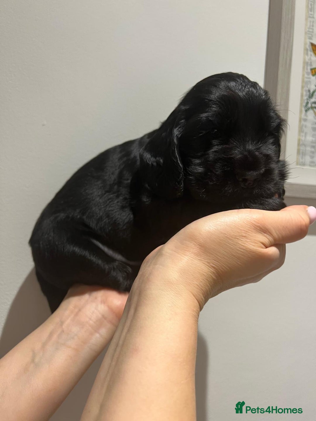 Cocker Spaniel dogs for sale: Show Type Cocker Spaniel  - Advert 13