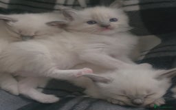 Ragdoll cats for sale: 2 beautiful litters of Ragdolls  - Image 9