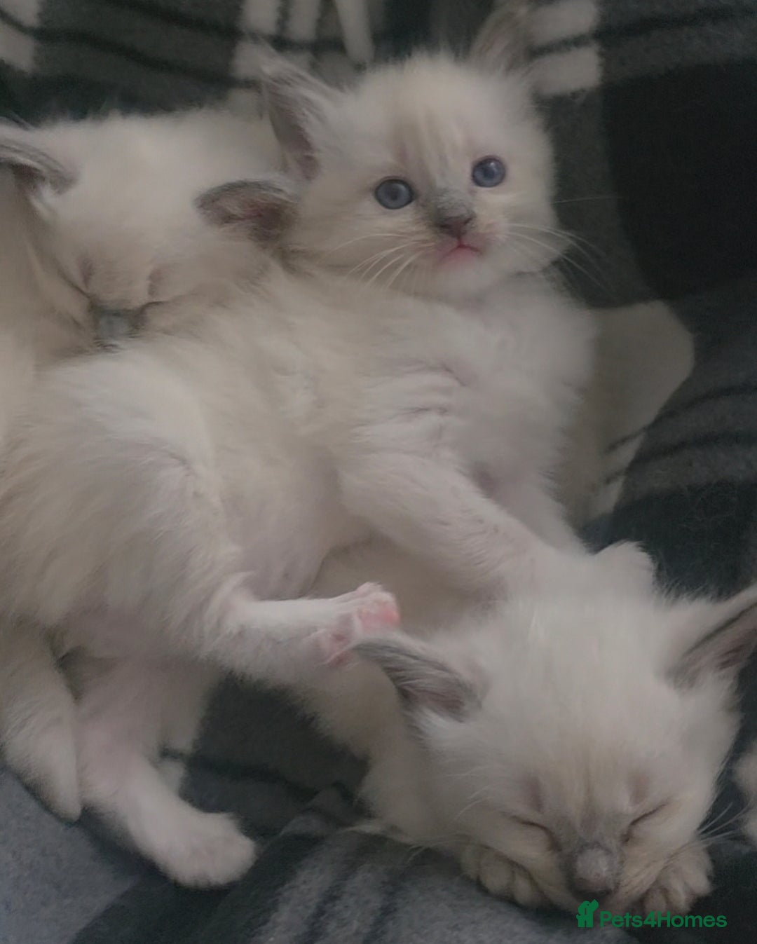 Ragdoll cats for sale: 2 beautiful litters of Ragdolls  - Image 9