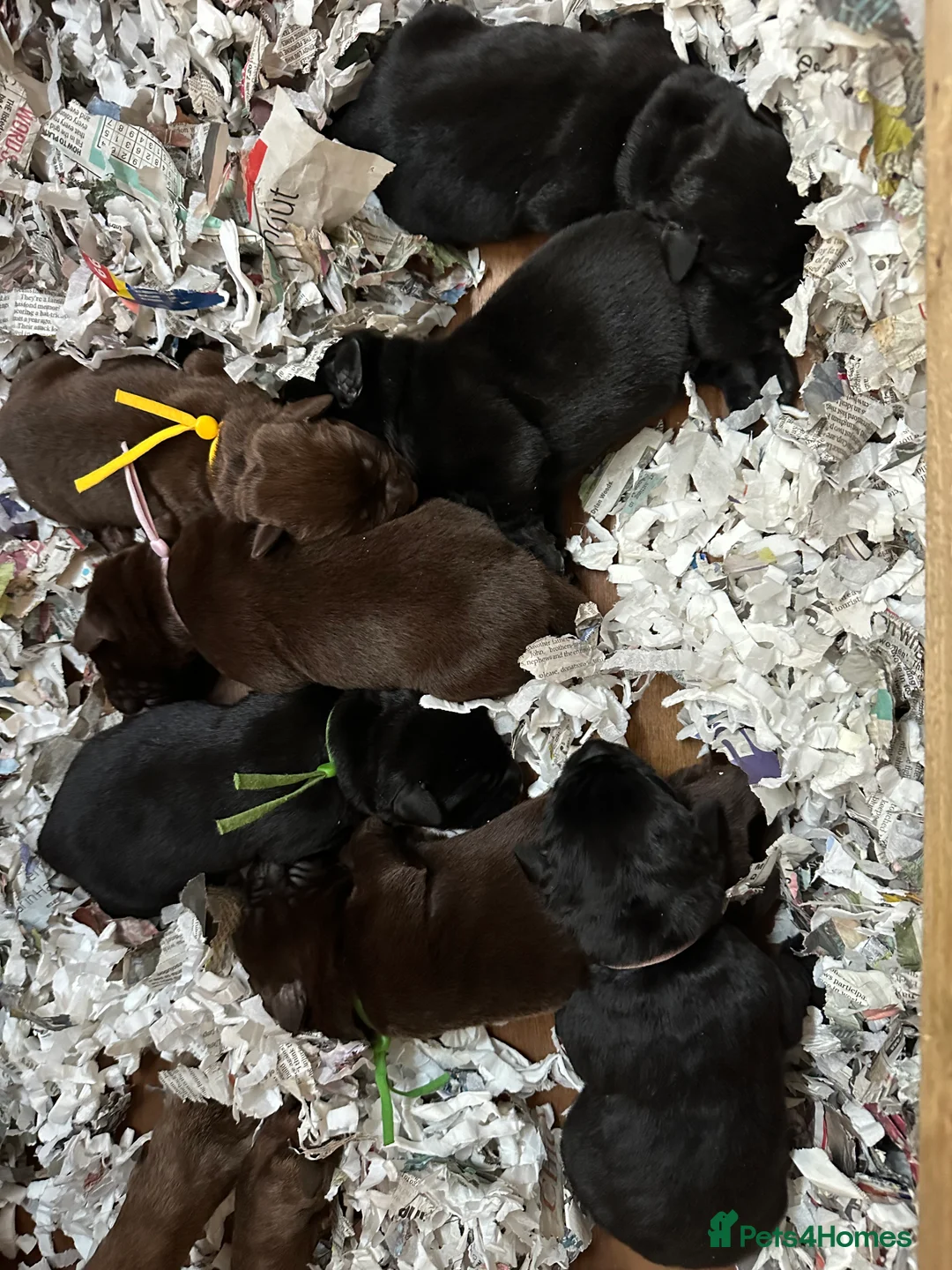 Labrador Retriever dogs for sale: Labrador retriever puppies in Loughborough - Advert 4