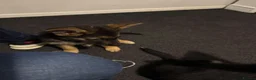 German Shepherd dogs for sale: Male GSD Puppy 13 weeks in South Shields - Advert 5