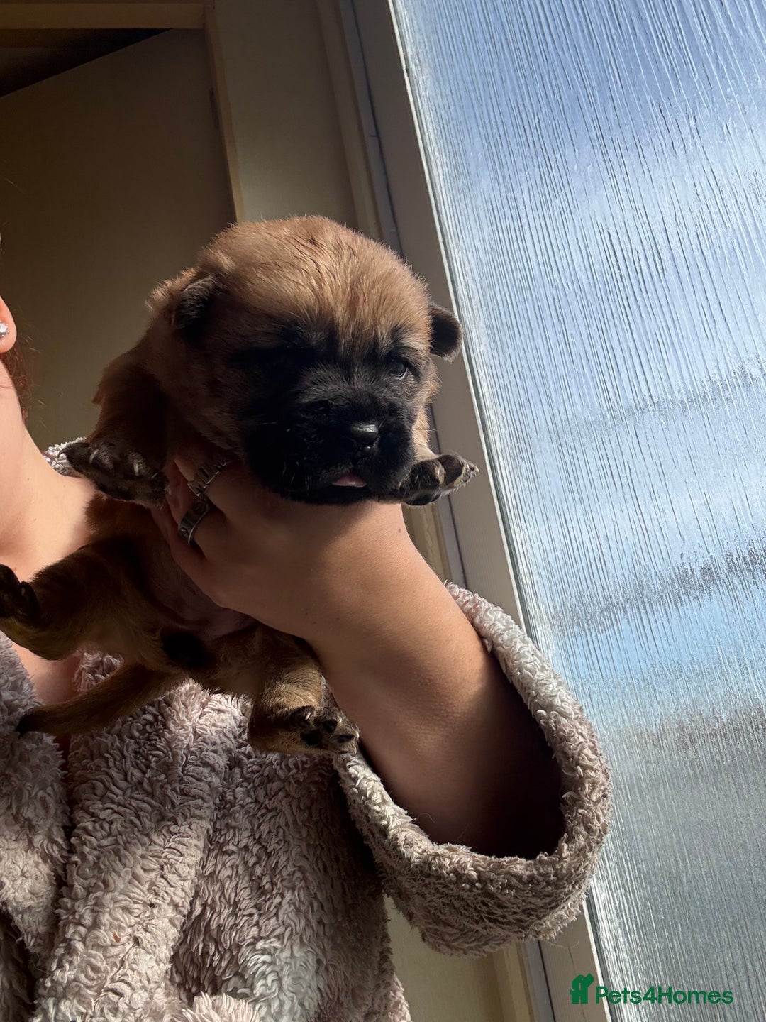 Mixed Breed dogs for sale: German shepherd cross chow chow/French bulldog  - Image 1