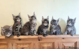 Maine Coon cats for sale: 💥Maine Coon,TICA ,CHAMPION RUSSIAN BLOODLINES💥 - Image 23