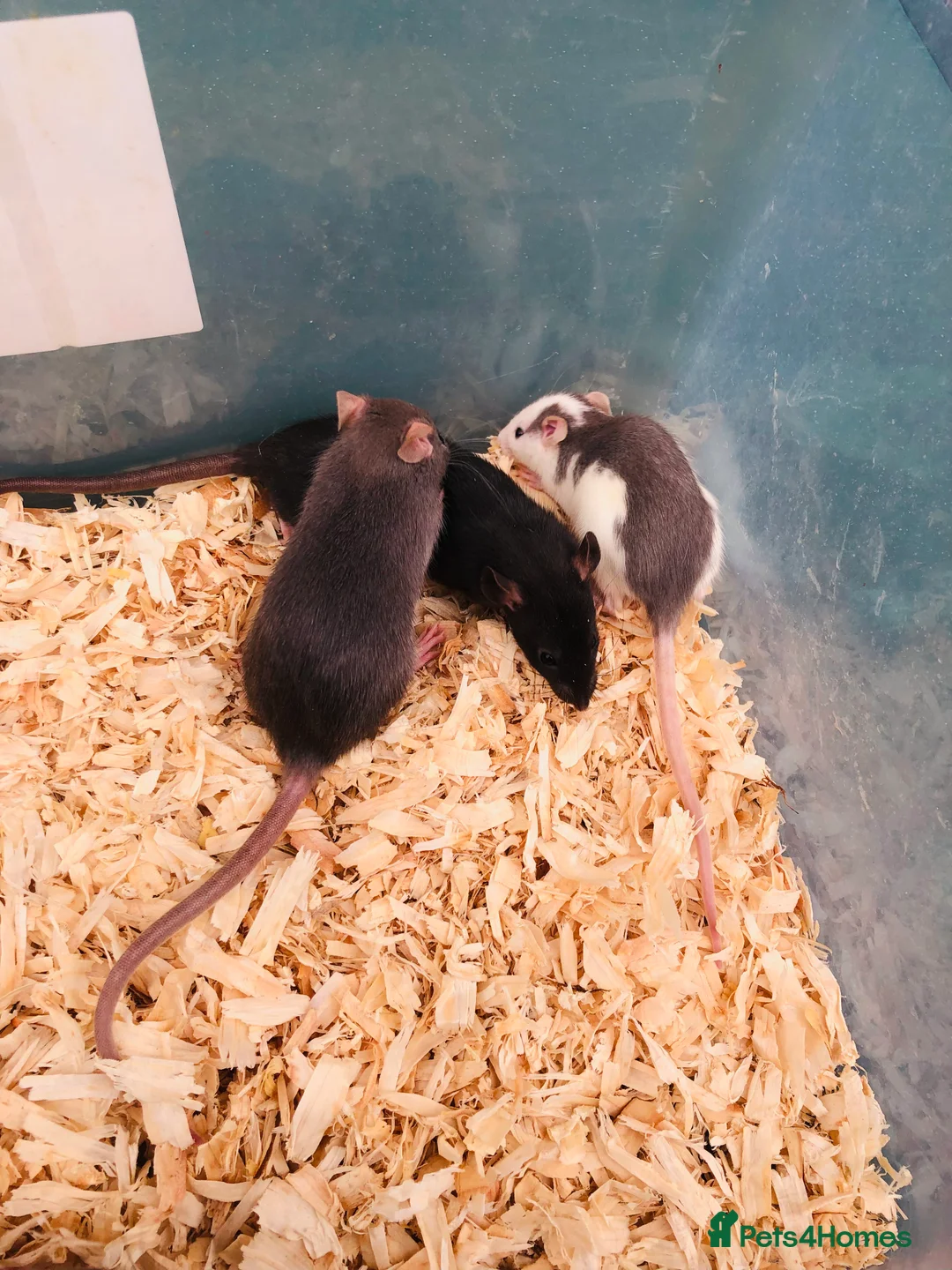 Rat rodents for sale: Rats for sale - Advert 8