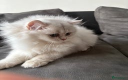 British Longhair cats for sale: ✨ Three adorable British Short/longhair kittens  - Image 25