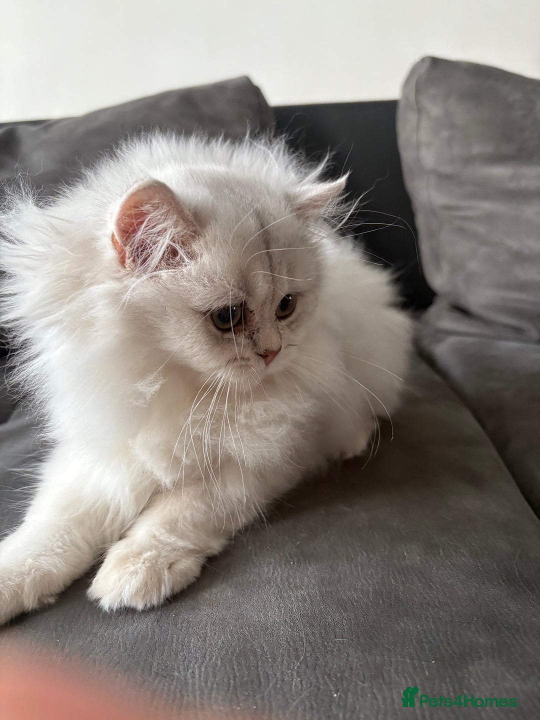 British Longhair cats for sale: ✨ Three adorable British Short/longhair kittens  - Image 25