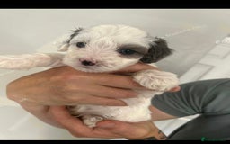 Maltipoo dogs for sale: F1 maltipoos  - Image 4