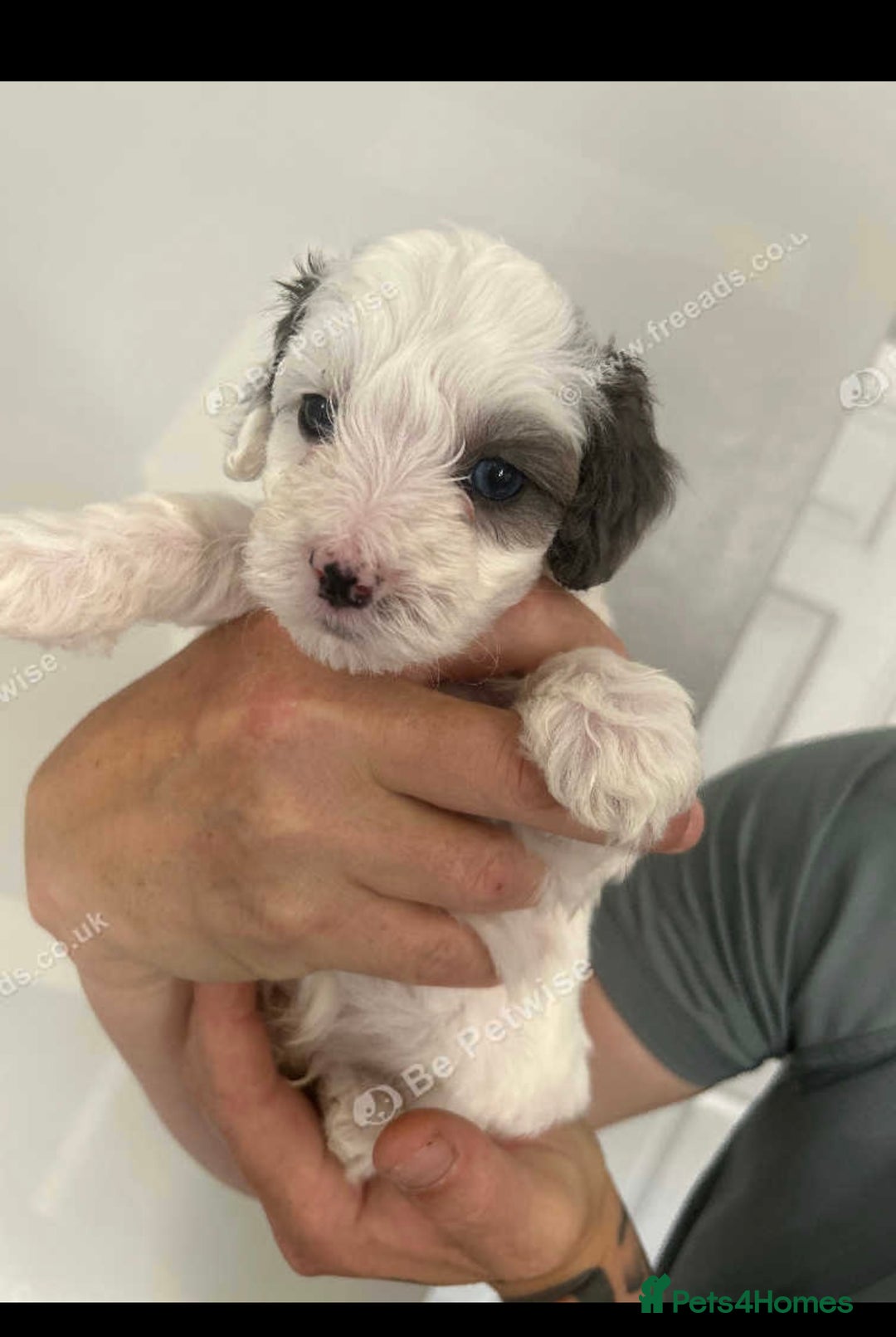 Maltipoo dogs for sale: F1 maltipoos  - Image 4
