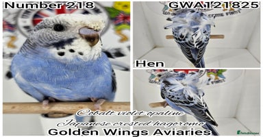 Budgerigars birds - Advert 4